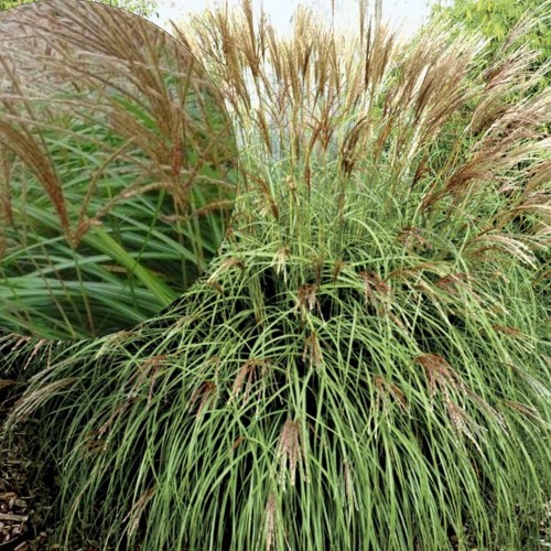 Miscanthus sinensis 'Yaka Dance' - Hiina siidpööris 'Yaka Dance' P11/0,75L